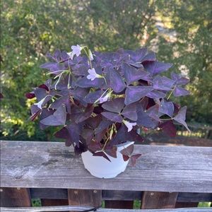 Oxalis Triangularis
